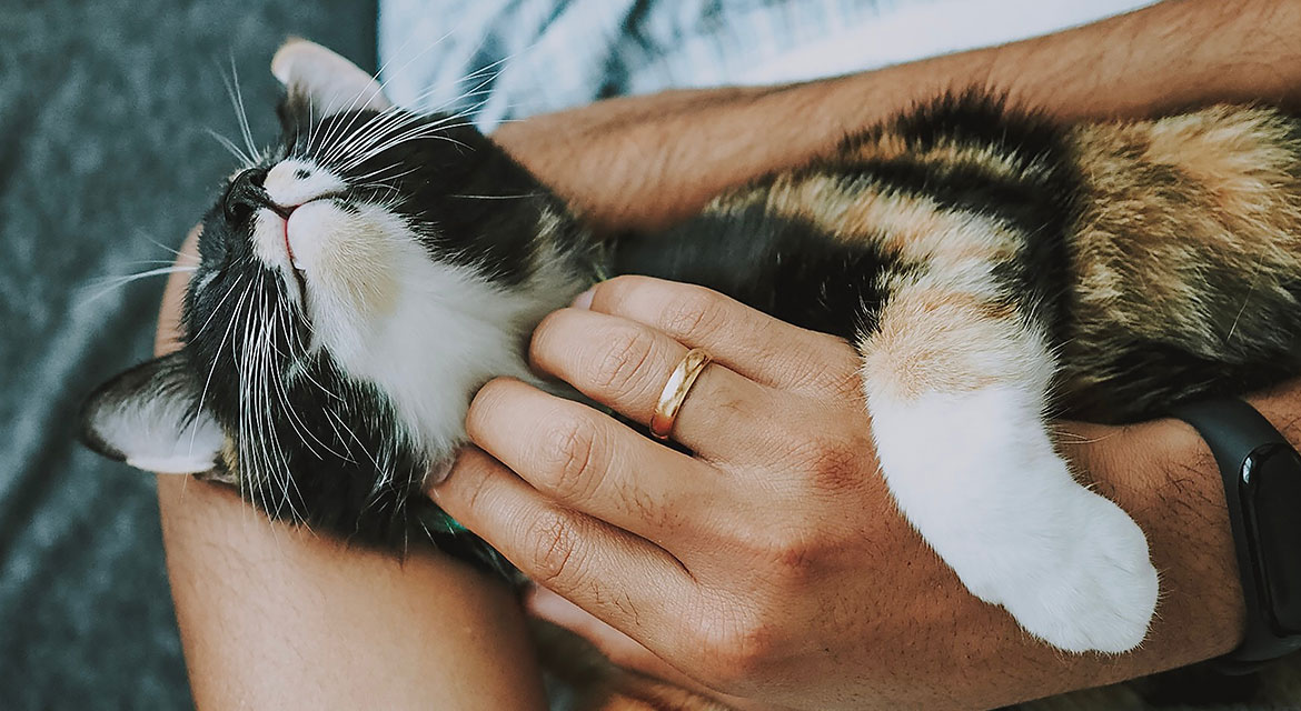 Quick Solutions for Daily Pet Care: Simple Strategies for a Happier Pet and Easier Routine