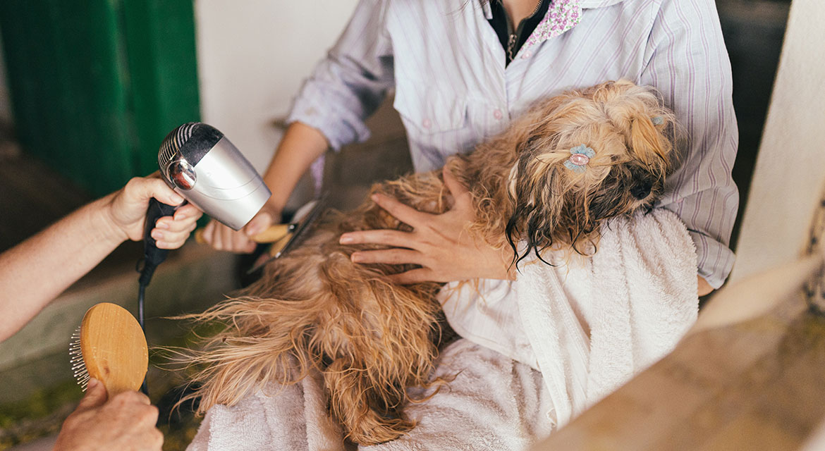 How to Groom a Puppy: The Complete Guide to Starting Good Habits Early