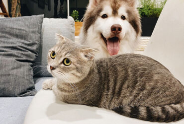 How to Take Care of a Pet: Essential Guide to Responsible Pet Ownership