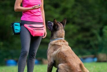 10 Essential Dog Training Tips Every New Puppy Owner Should Know