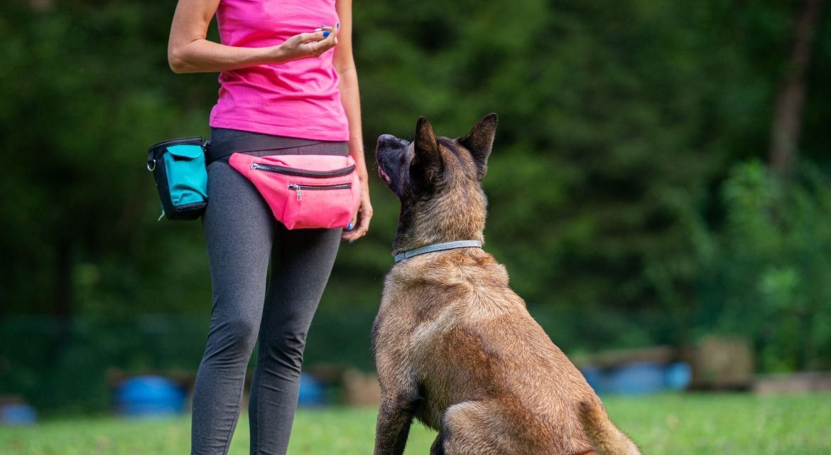 10 Essential Dog Training Tips Every New Puppy Owner Should Know