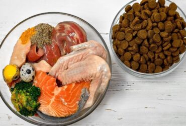 Best Dog Food for Allergies The Complete Veterinarian's Guide for 2025 (1)