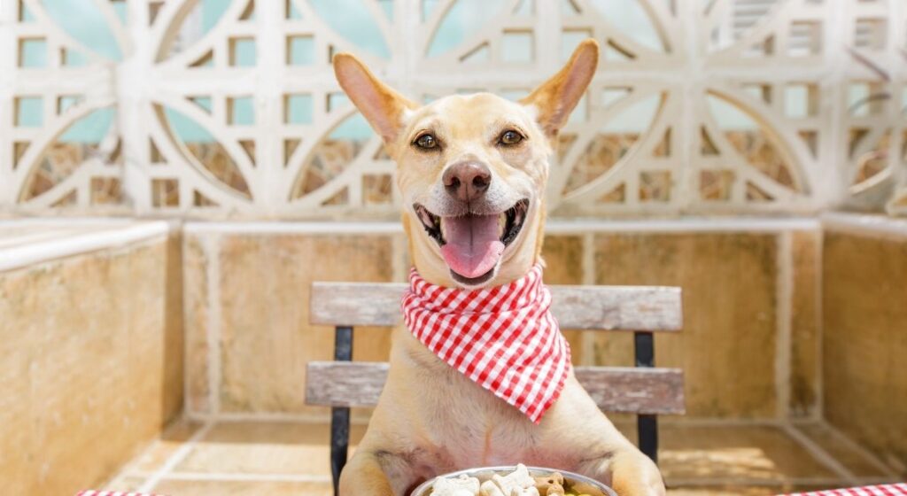 Best Dog Food for Allergies The Complete Veterinarian's Guide for 2025
