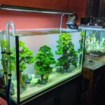 Complete Aquarium Setup for Beginners The Ultimate Guide to Creating a Thriving Fish Tank