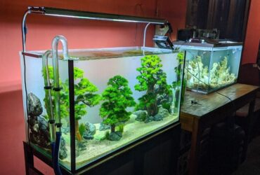 Complete Aquarium Setup for Beginners The Ultimate Guide to Creating a Thriving Fish Tank