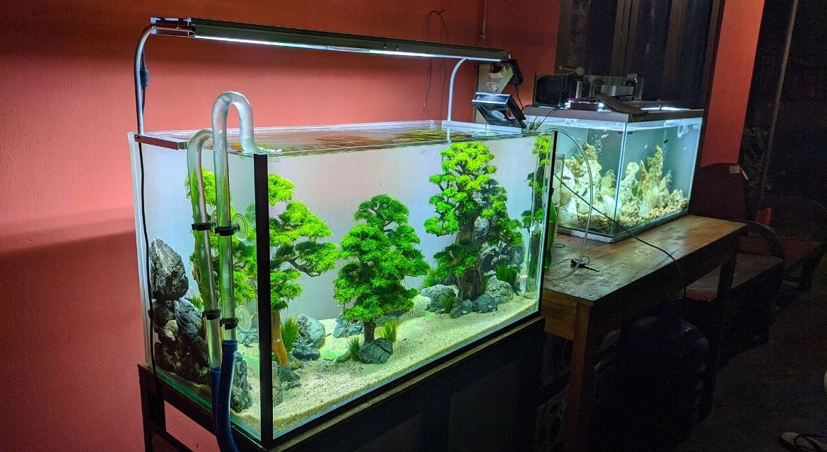 Complete Aquarium Setup for Beginners The Ultimate Guide to Creating a Thriving Fish Tank