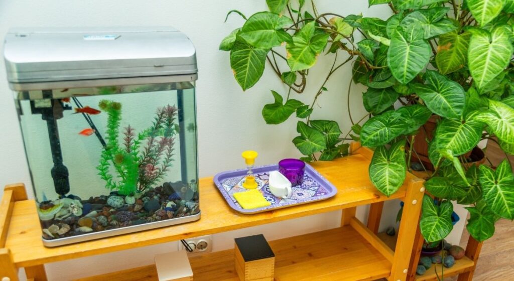Complete Aquarium Setup for Beginners The Ultimate Guide to Creating a Thriving Fish Tank