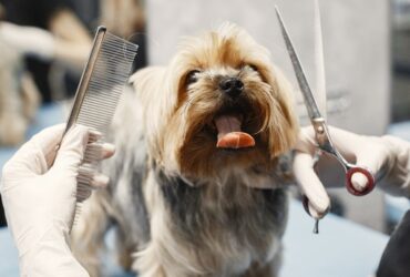 Dog Grooming at Home The Complete Guide for Dog Owners