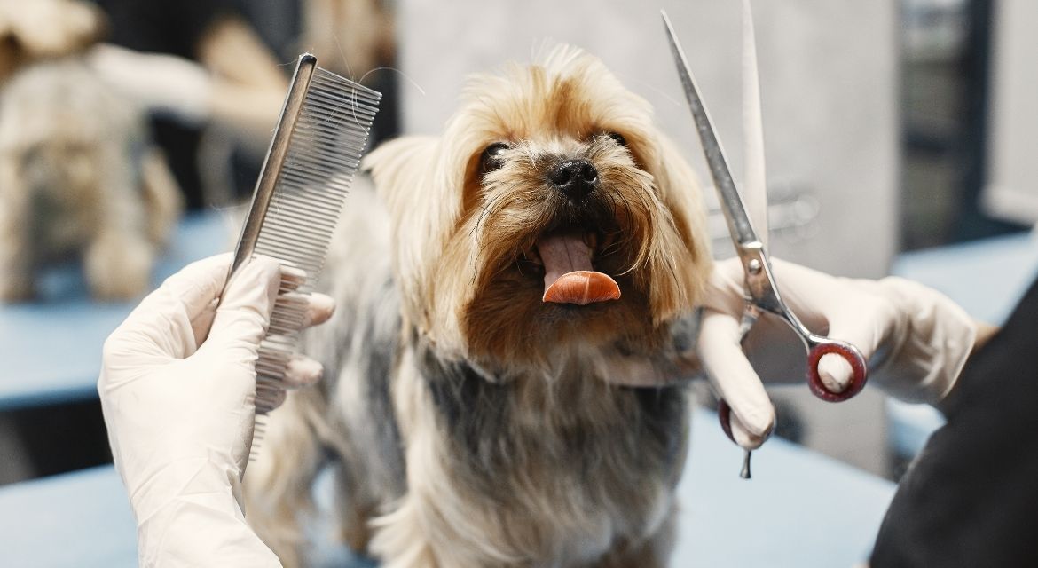 Dog Grooming at Home The Complete Guide for Dog Owners
