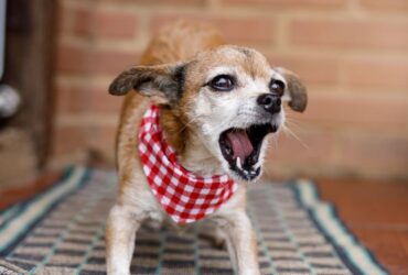 How to Stop Dog Barking: The Complete Guide to a Quieter, Happier Pet