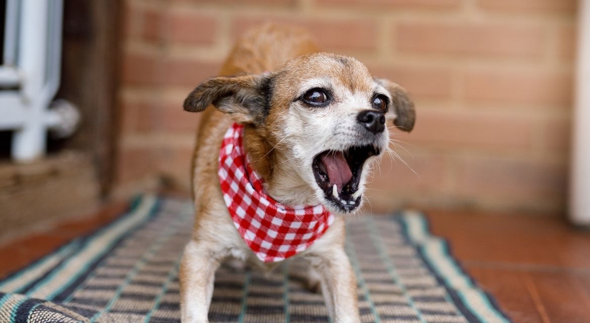 How to Stop Dog Barking: The Complete Guide to a Quieter, Happier Pet