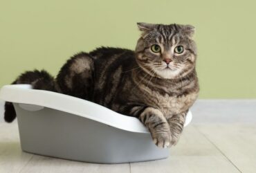 The Complete Guide on How to Litter Train a Kitten: Expert Tips for Success