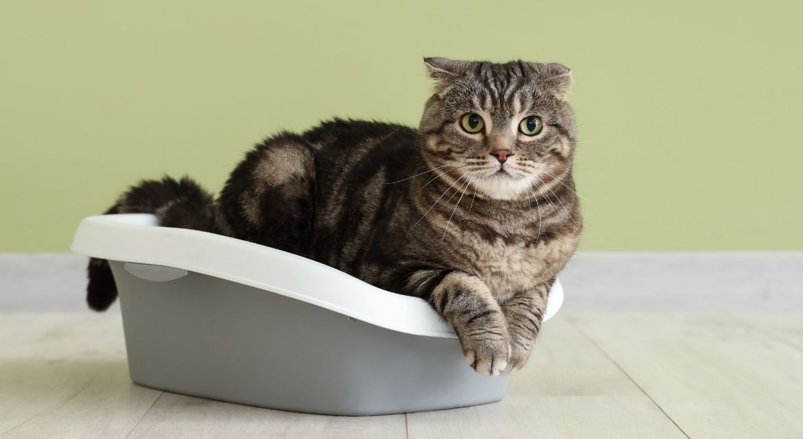 The Complete Guide on How to Litter Train a Kitten: Expert Tips for Success