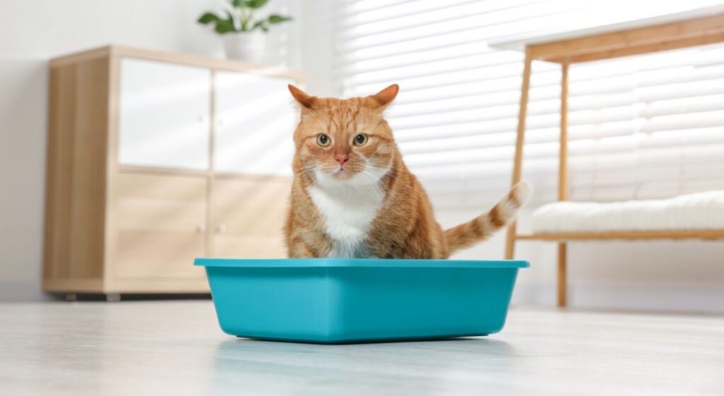 The Complete Guide on How to Litter Train a Kitten: Expert Tips for Success
