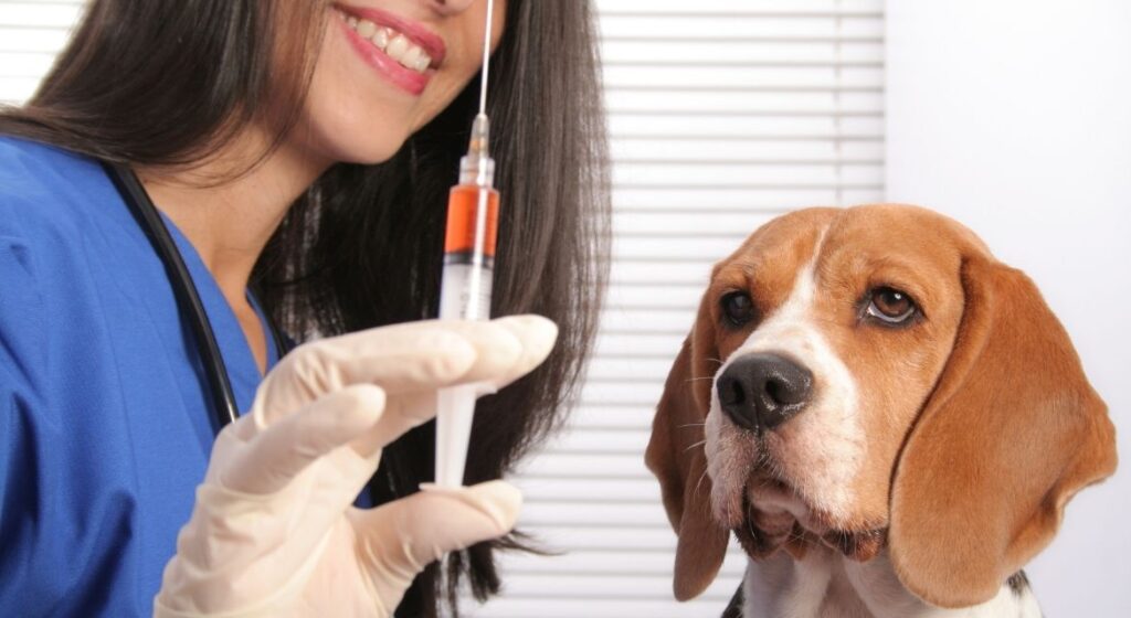The Ultimate Dog Vaccination Schedule Guide Protecting Your Canine Companion for Life