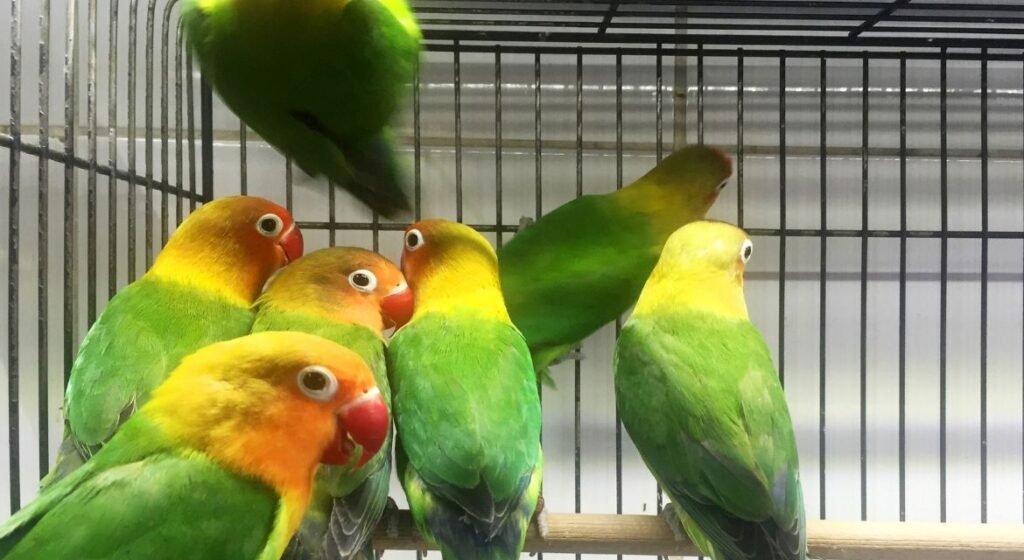 The Ultimate Guide to Finding the Best Bird Cage for Parrots Expert Advice for Every Bird Owner (1)