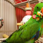 The Ultimate Guide to Finding the Best Bird Cage for Parrots Expert Advice for Every Bird Owner (1)
