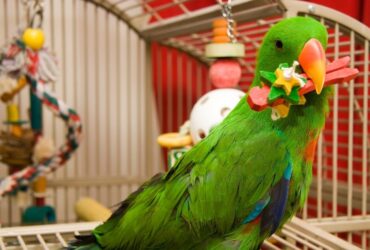 The Ultimate Guide to Finding the Best Bird Cage for Parrots Expert Advice for Every Bird Owner (1)