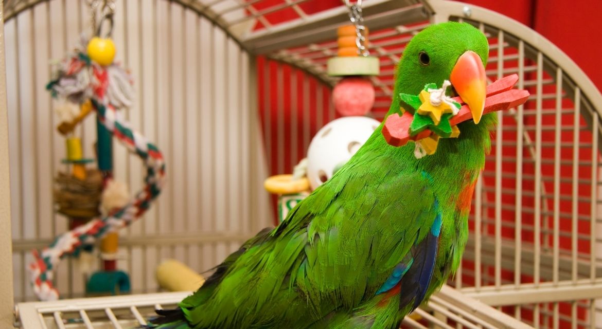 The Ultimate Guide to Finding the Best Bird Cage for Parrots Expert Advice for Every Bird Owner (1)