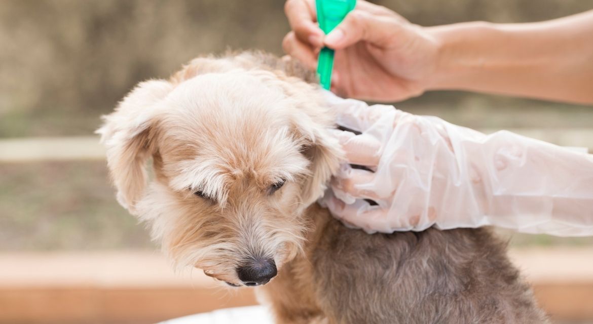 The Ultimate Guide to Flea and Tick Prevention for Pets Protecting Your Furry Friends Year-Round (1)