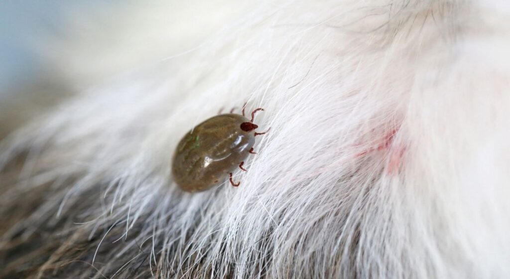 The Ultimate Guide to Flea and Tick Prevention for Pets Protecting Your Furry Friends Year-Round