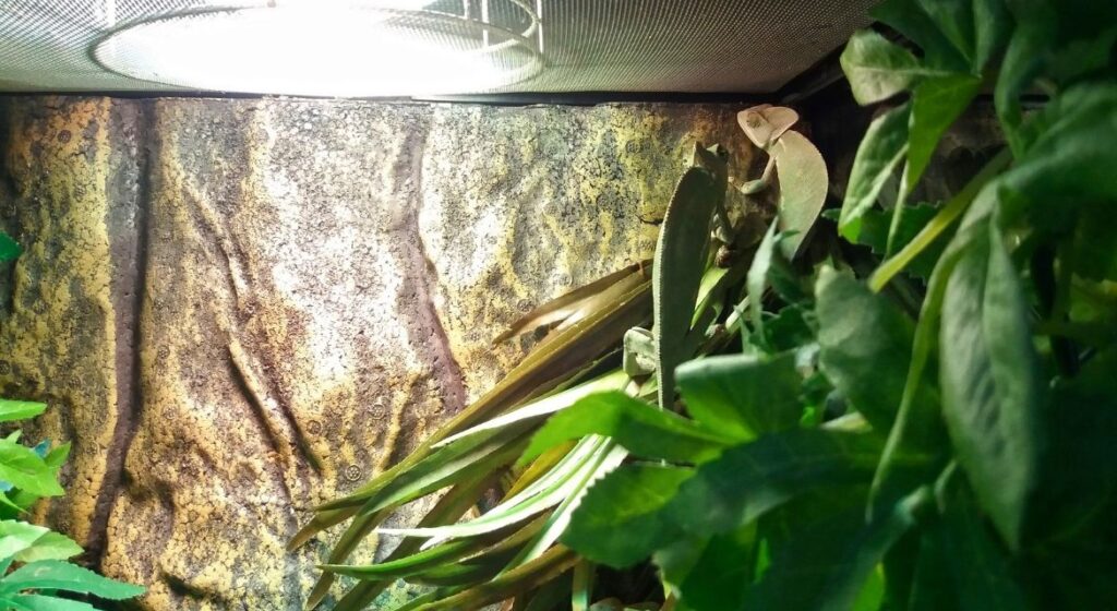 The Ultimate Guide to Reptile Terrarium Setup: Creating the Perfect Habitat for Your Scaly Friend
