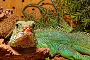 The Ultimate Guide to Reptile Terrarium Setup: Creating the Perfect Habitat for Your Scaly Friend
