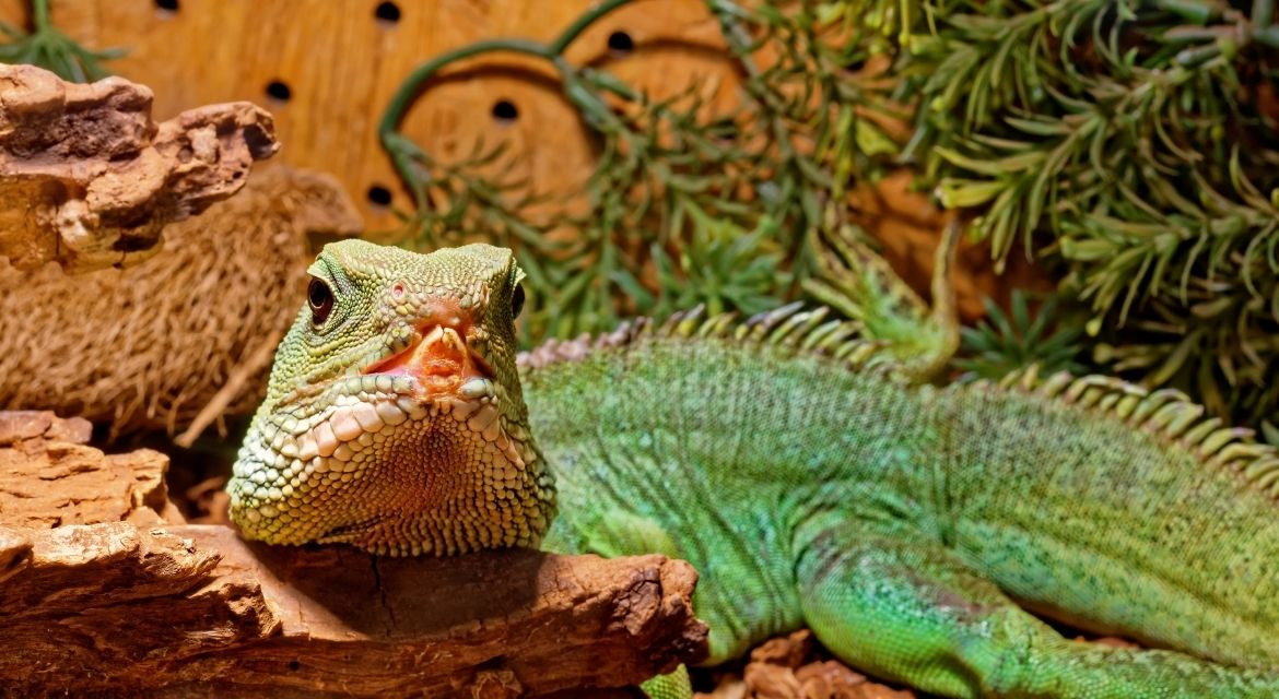 The Ultimate Guide to Reptile Terrarium Setup: Creating the Perfect Habitat for Your Scaly Friend