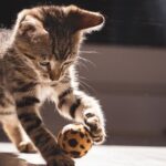 Top 10 Interactive Cat Toys for Indoor to Keep Your Kitty Active