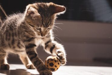 Top 10 Interactive Cat Toys for Indoor to Keep Your Kitty Active
