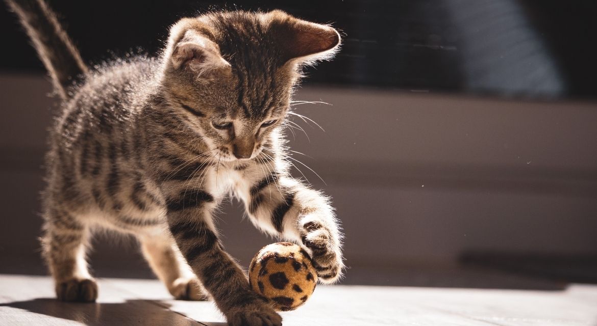 Top 10 Interactive Cat Toys for Indoor to Keep Your Kitty Active